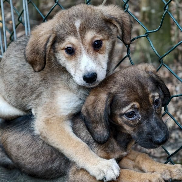 Odčervení u psů a koček: Kdy je skutečně účinné a proč ho řešit s veterinářem?